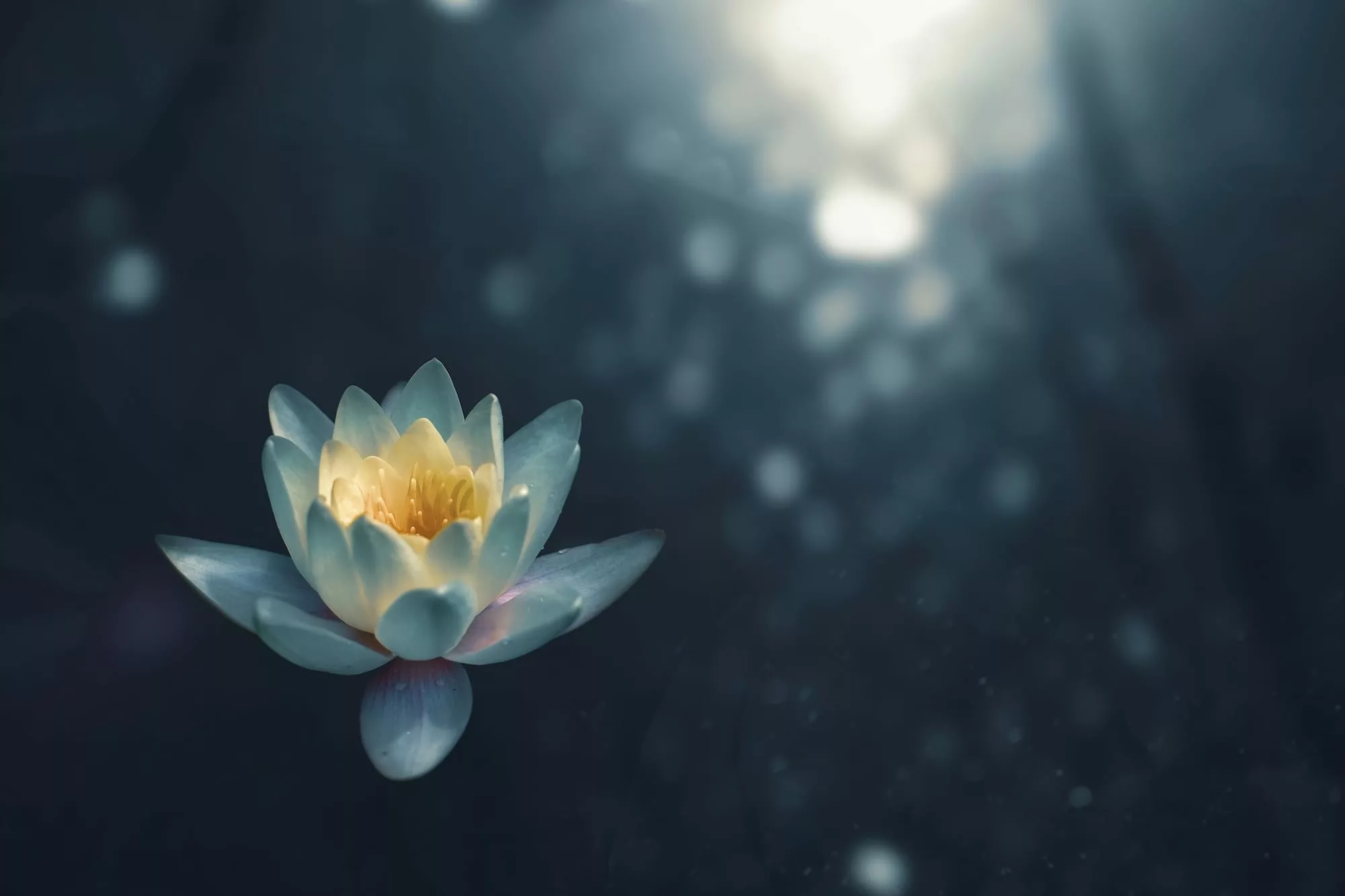 A lotus flower in a garden.